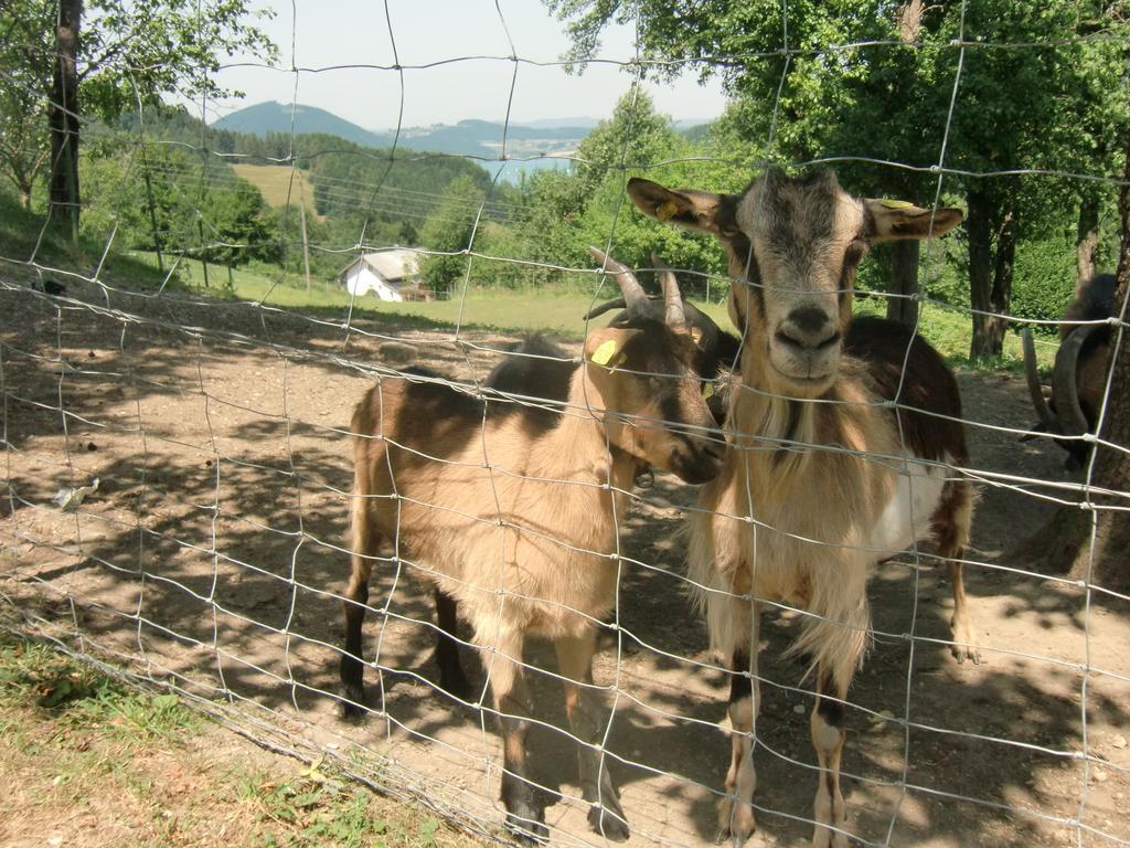 Ferienwohnungen Jodlbauerhof Weyregg Esterno foto